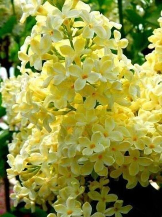 pinterest.ru