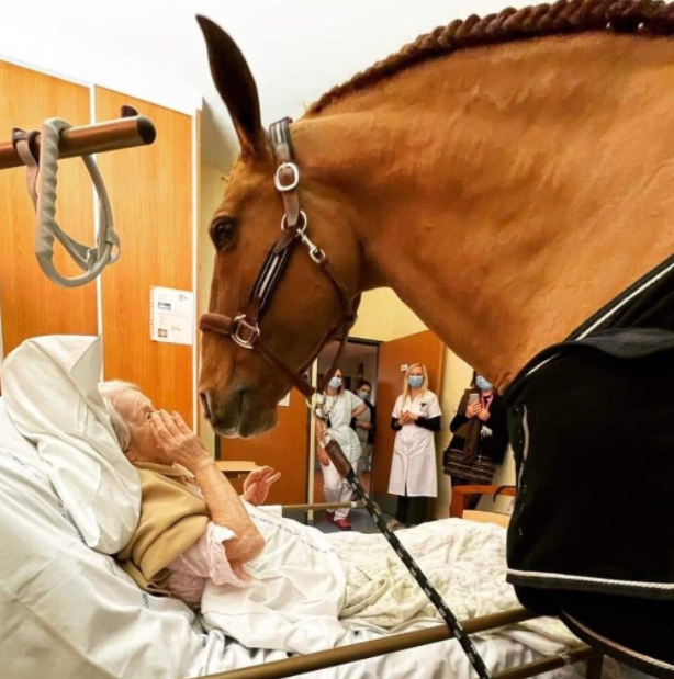 Новый вид лечения - Конетерапия? Или просто лошадь навещает любимую бабушку?