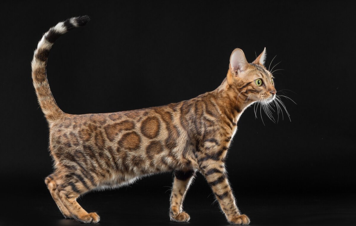 Кошки обладают весьма мускулистым, поджарым телом.