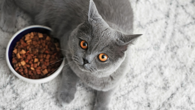 Как правило, мы замечаем последствия длительного авитаминоза у животного, так как поначалу он никак не проявляется. 