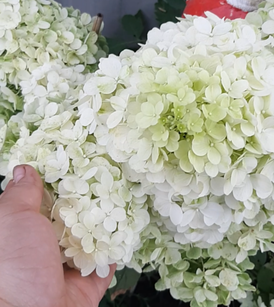 Вот эту гортензию весной нужно было обрезать для пышного цветения. А обрезки отправились на укоренение