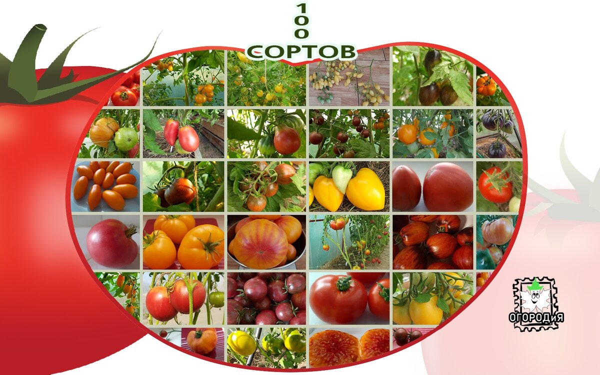 Наши томатики