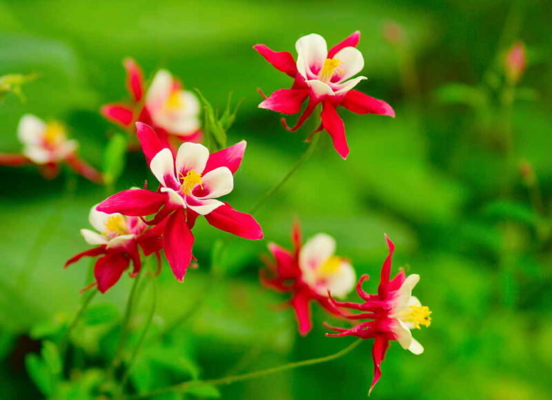 Аквилегия. Иллюстрация для статьи используется по стандартной лицензии ©ofazende.com