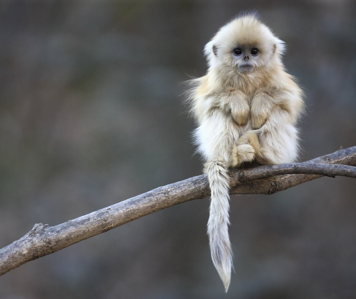 Ну разве я не симпатяшка? (Яндекс картинки)