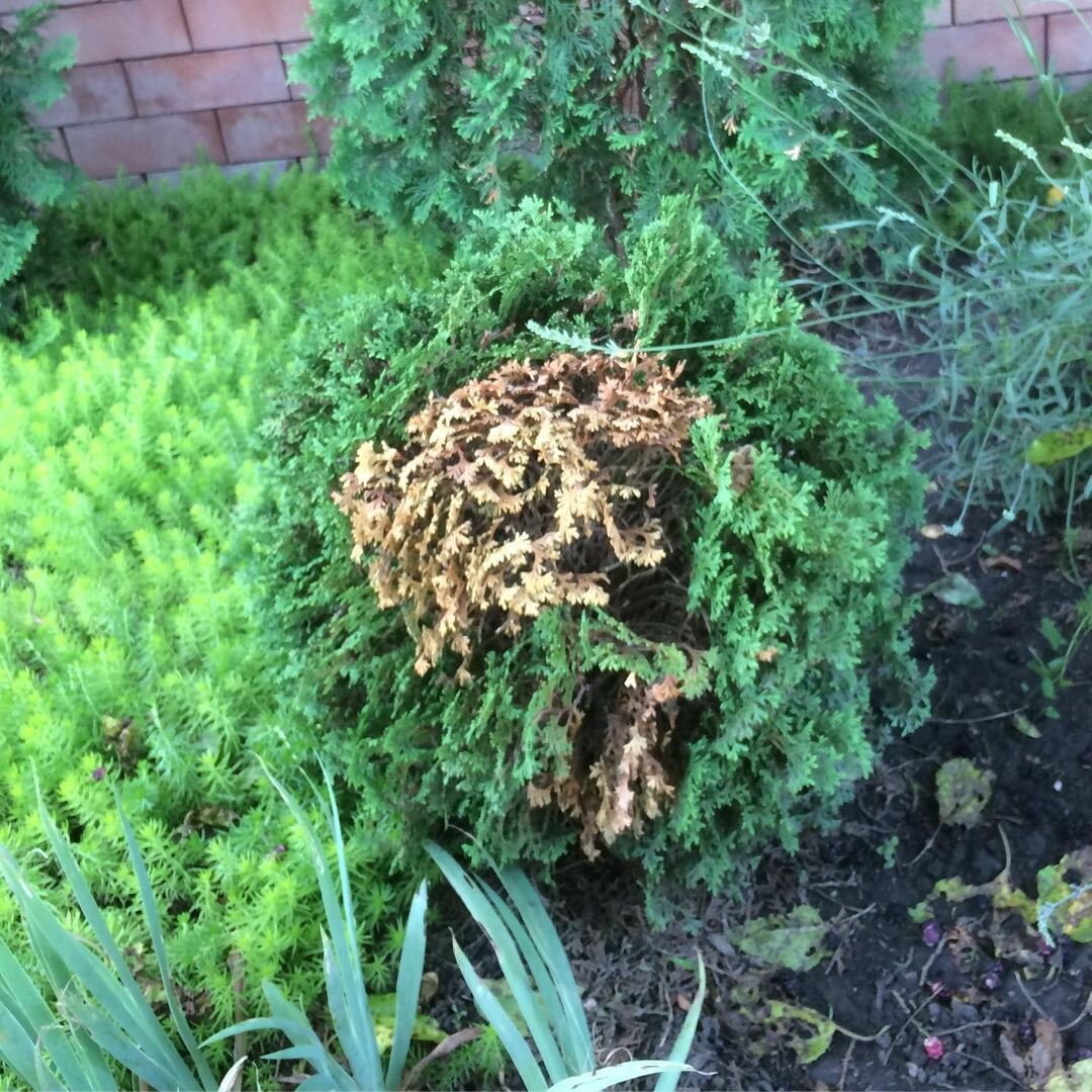 С пожелтением хвои не так-то просто справится. Важнее всего найти причину, а это бывает очень сложно сделать. Источник фото - https://www.instagram.com/p/CBlqRkLp_bh/