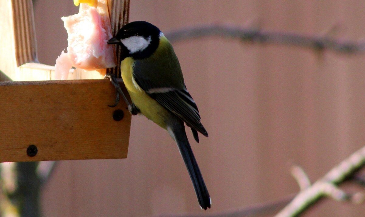 Большая синица 