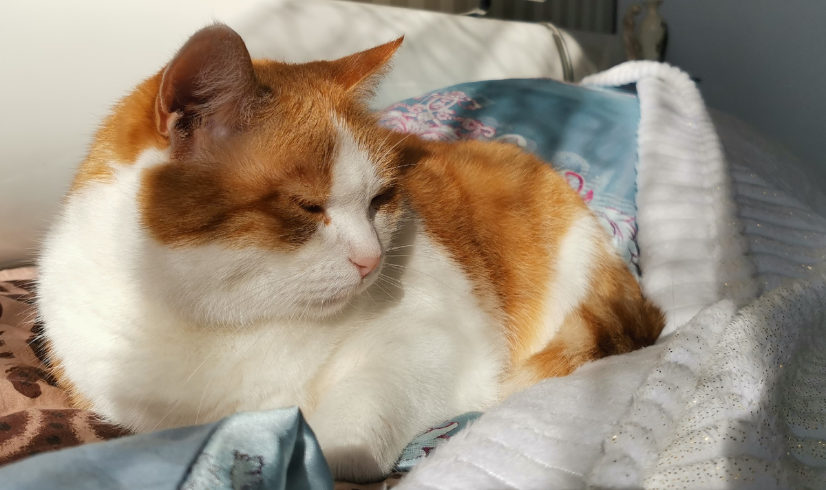 Лайк за котика)