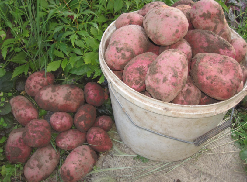 Картофель каменский описание. Картофель сорт Родриго. Картофель сорта "Бородянский розовый". Сорт Хибинский ранний картофель.