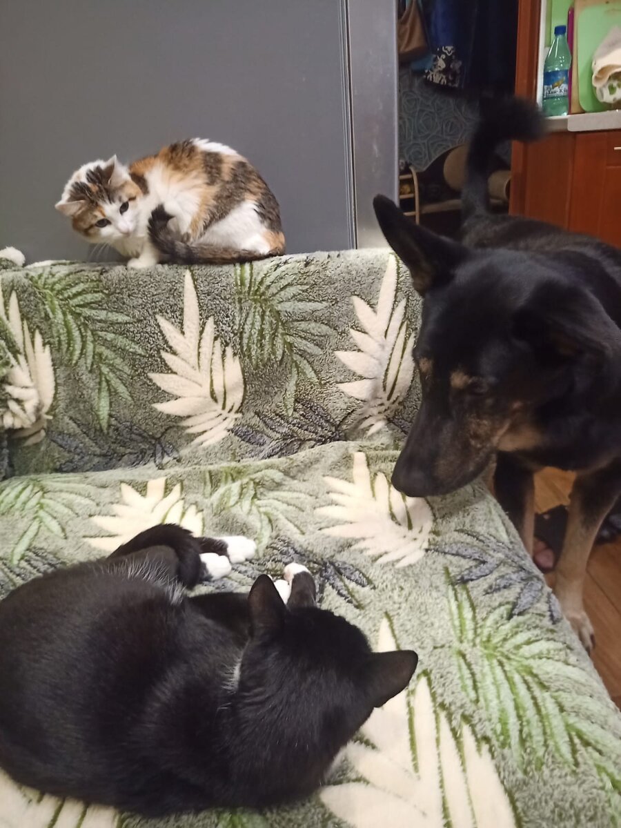 Это Пашенька. Ссылку пр него оставлю в конце