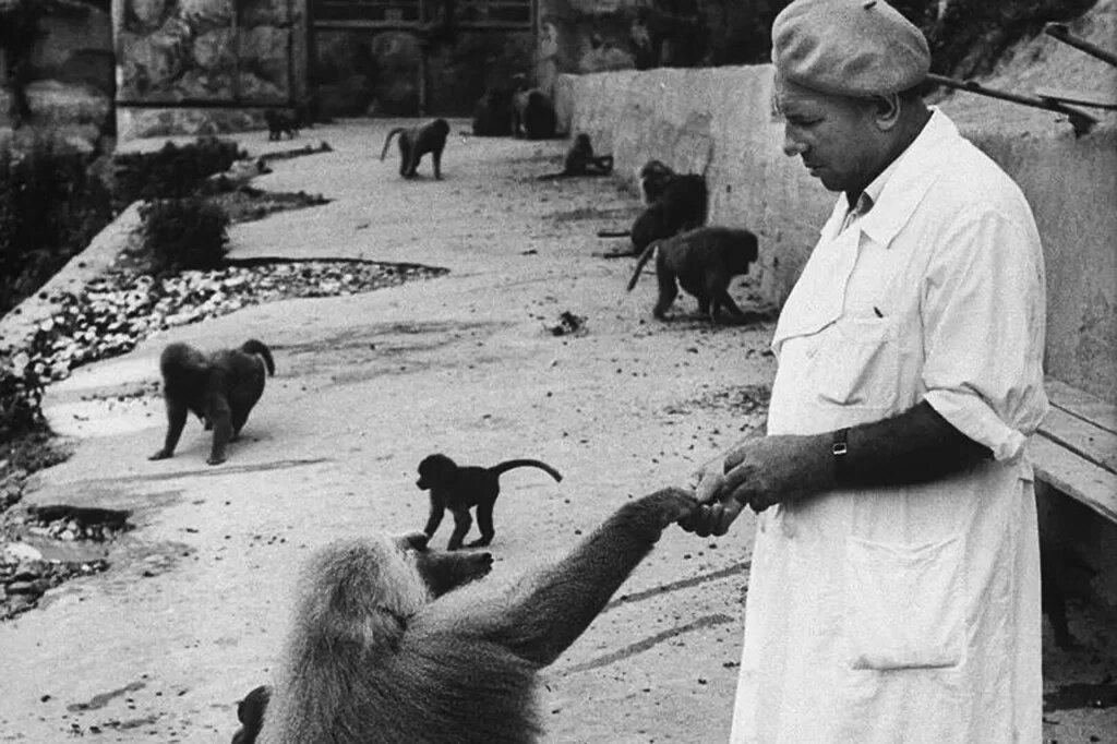 Обезьяний питомник в Сухуми, 1959 год. Фото: spiegel.de 
