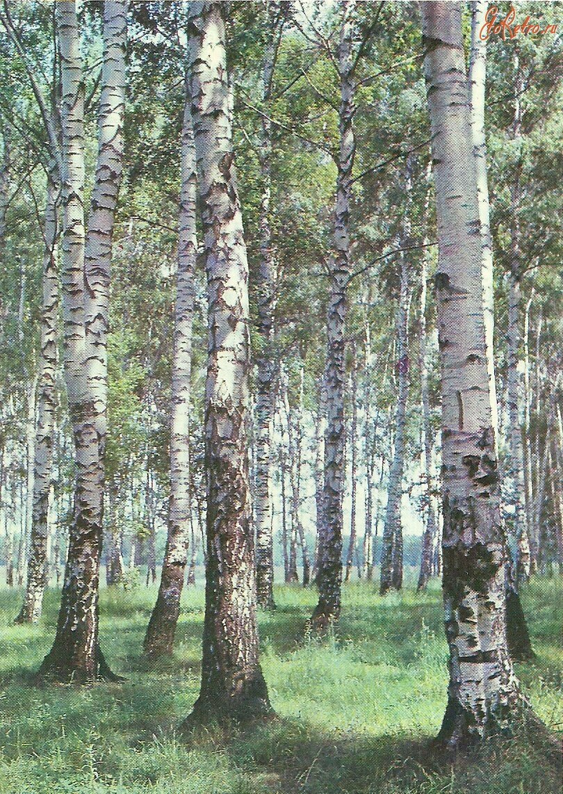 У бабушки фотообои были почти такие
