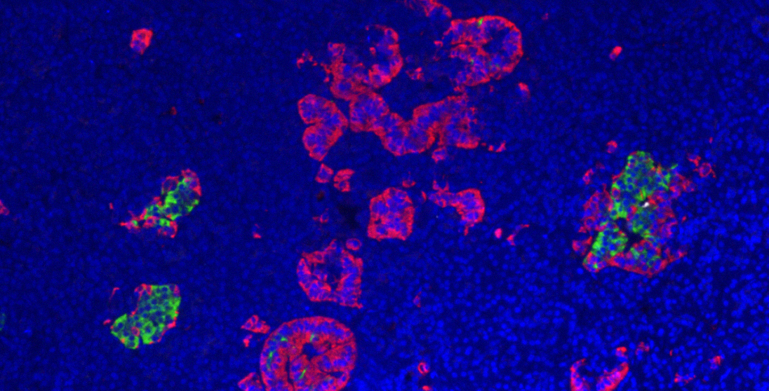 Яндекс.Картинки