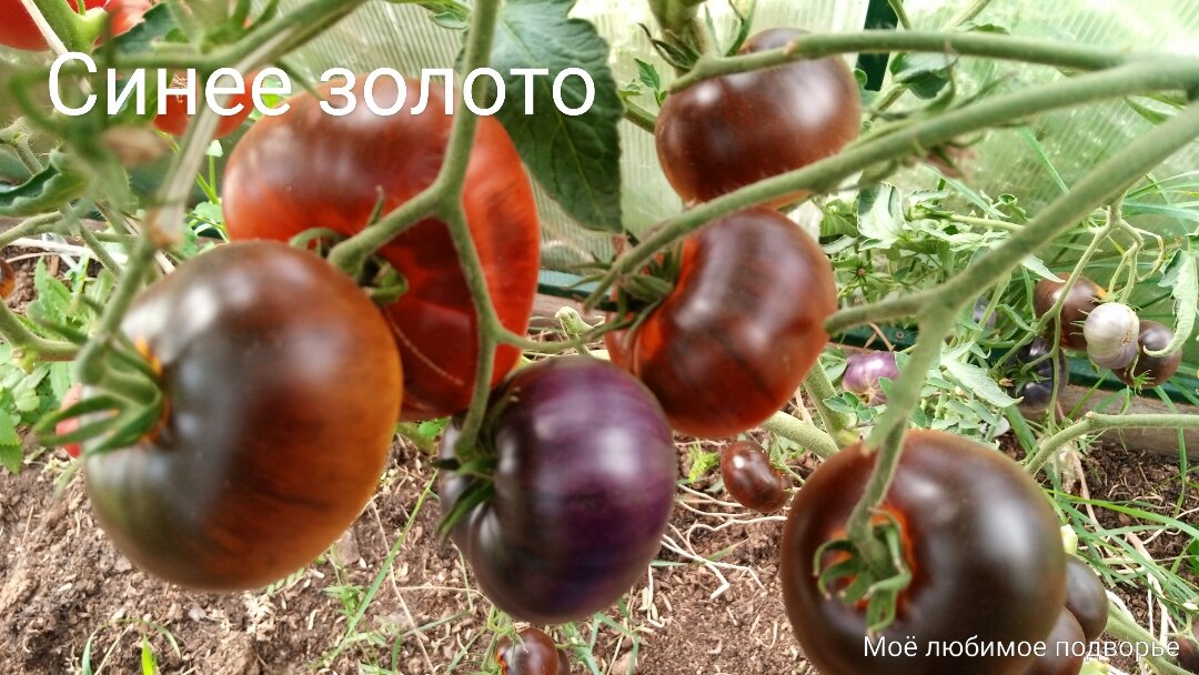 Пятёрка лидеров моего томатного сезона 2021г. Сорт - Мисс Форье, 3 ...