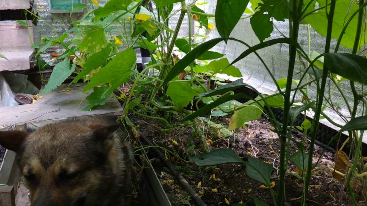 углубленная теплица