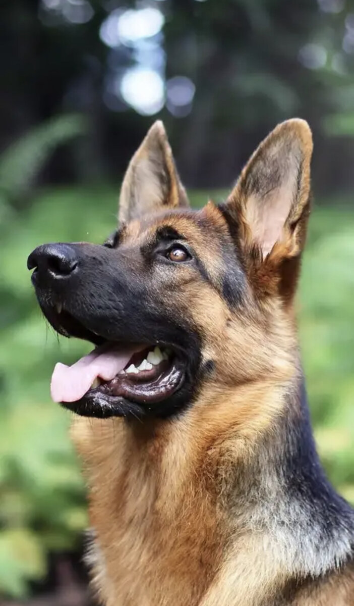 ФОТО ИЗ ИНТЕРНЕТА, НО ИМЕННО ТАКОЙ Я ЕЕ И ПОМНЮ. 