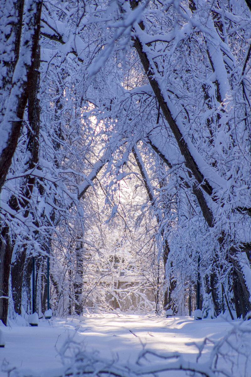 Зимний парк усадьбы. Фото Ольга Дворецкая