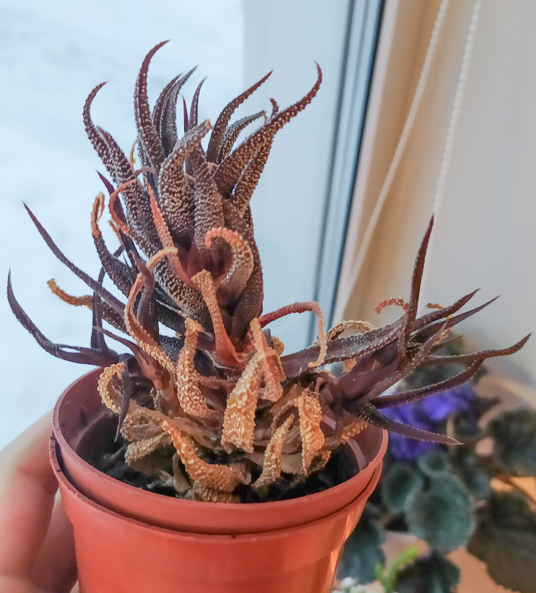 Привезла домой, зрелище жалкое (16 декабря)