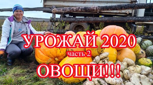 Урожай 2020. Часть 2 овощи с нашего огорода!!!