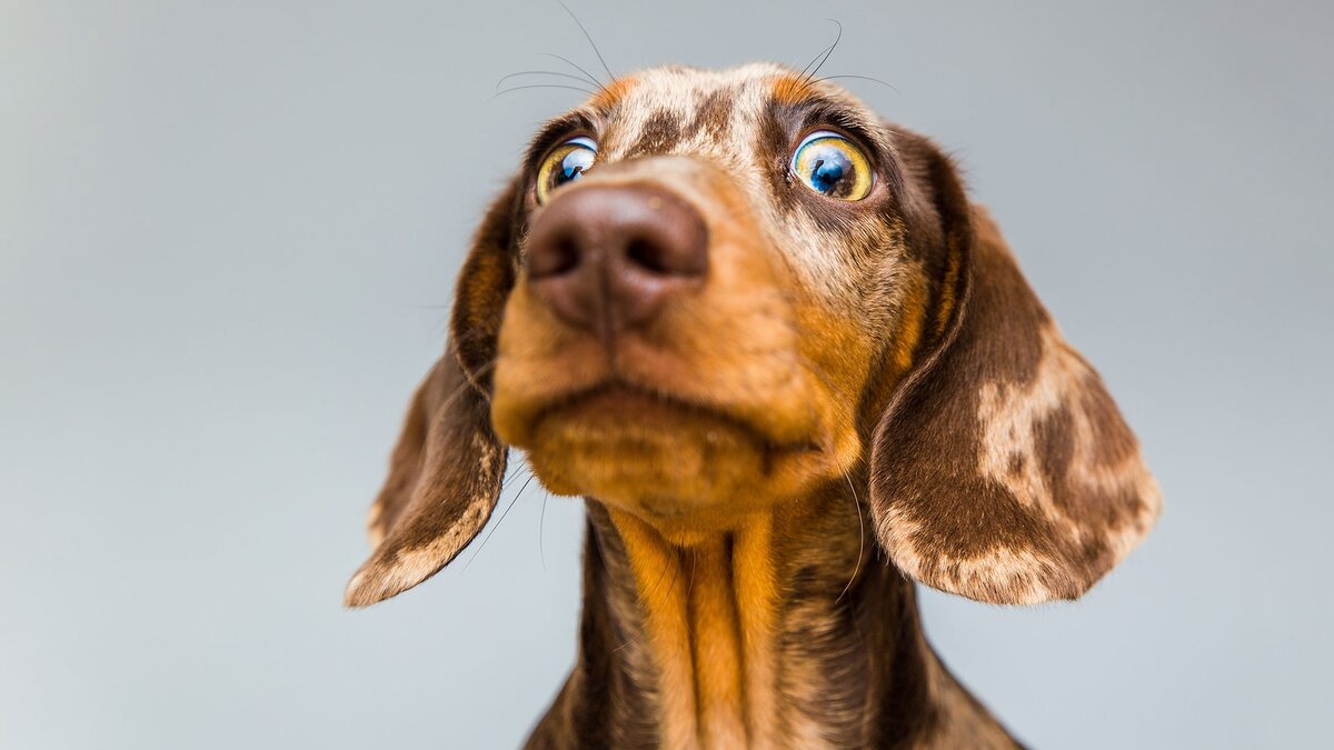 Источник pagheragreenevents.it