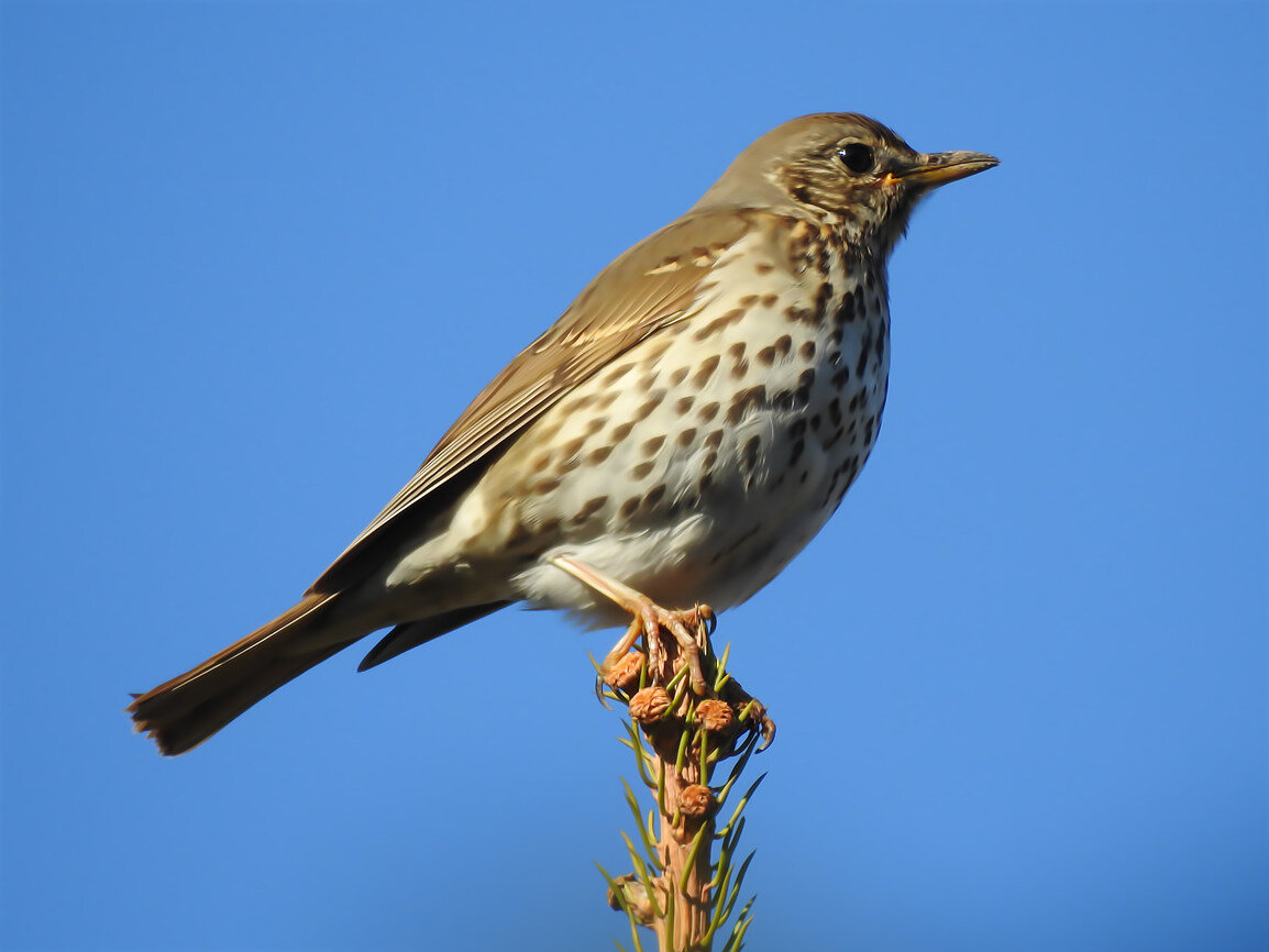 Певчие птицы армении. Locustella certhiola. Птицы вокруг нас. Обыкновенный соловей. Певчие птицы восточной сибири.