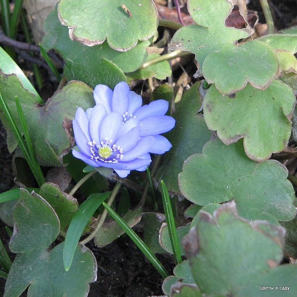 Видовое растение