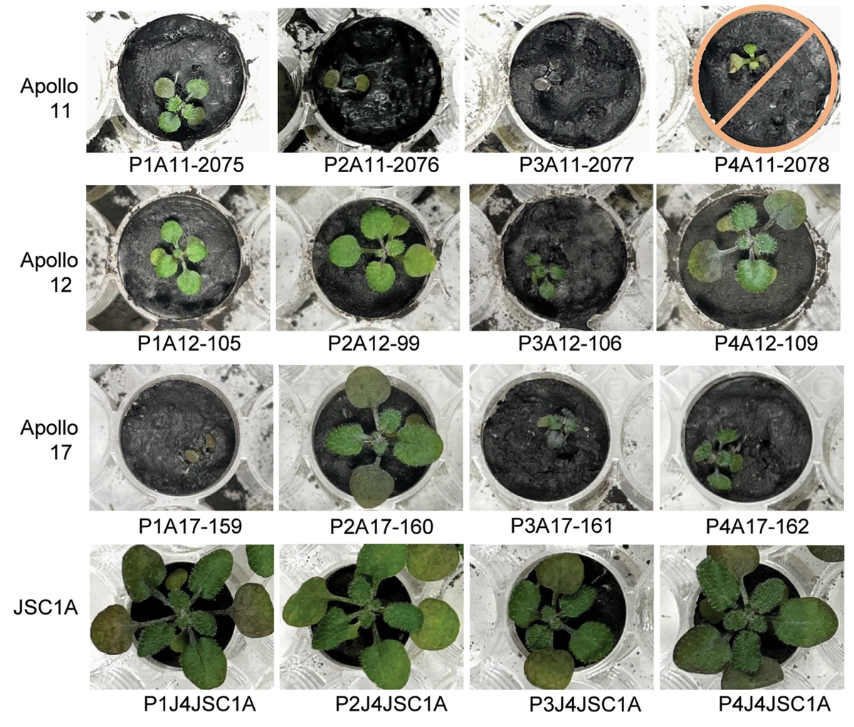 Анализы включали от 3-х (Apollo 11) до 4-х (Apollo 12, 17) растений с каждого участка Луны, привезённых миссиями. Одно растение Аполлона-11 не выжило и было исключено из эксперимента. Фотографии сделаны непосредственно перед сбором урожая 
