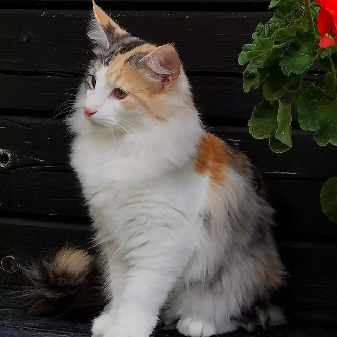 Dogun Foxes'Noses*RU 