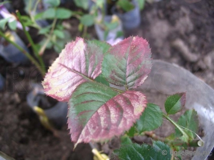 Солнечный ожог на листьях роз ( это не болячка)