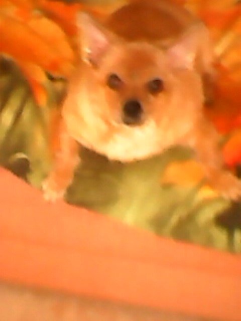 Спать пора!