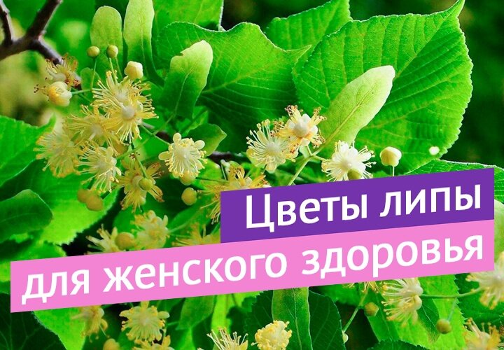 Цветы липы надпись