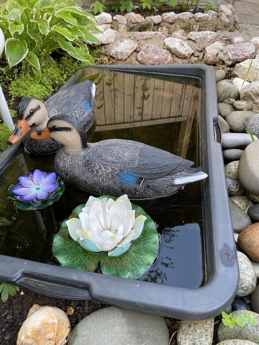 Фото моё, прудик Лены и Лёши.