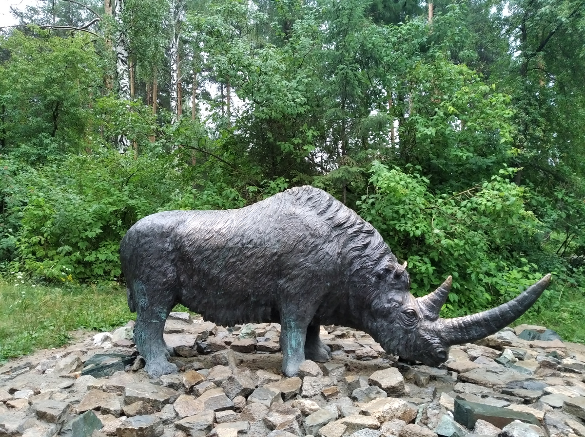 Шерстистый носорог