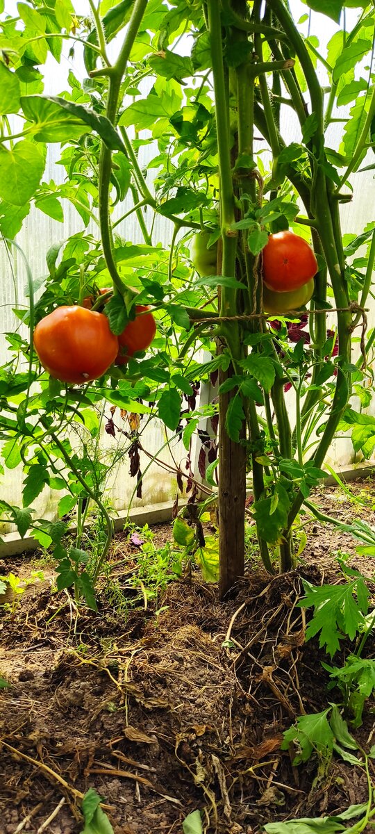 Проветривание кустов, важная составляющая здорового урожая. 