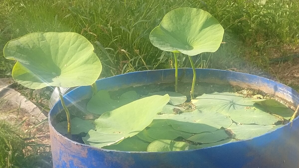 Так выглядит лотос Комарова выращенный лично мною в подмосковье, август 2022. 