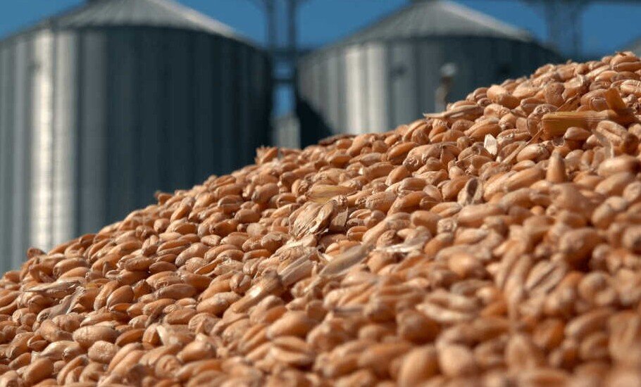 Самым эффективным способом защиты зерновых культур от вредителей во время сбора, транспортировки и хранения является фумигация