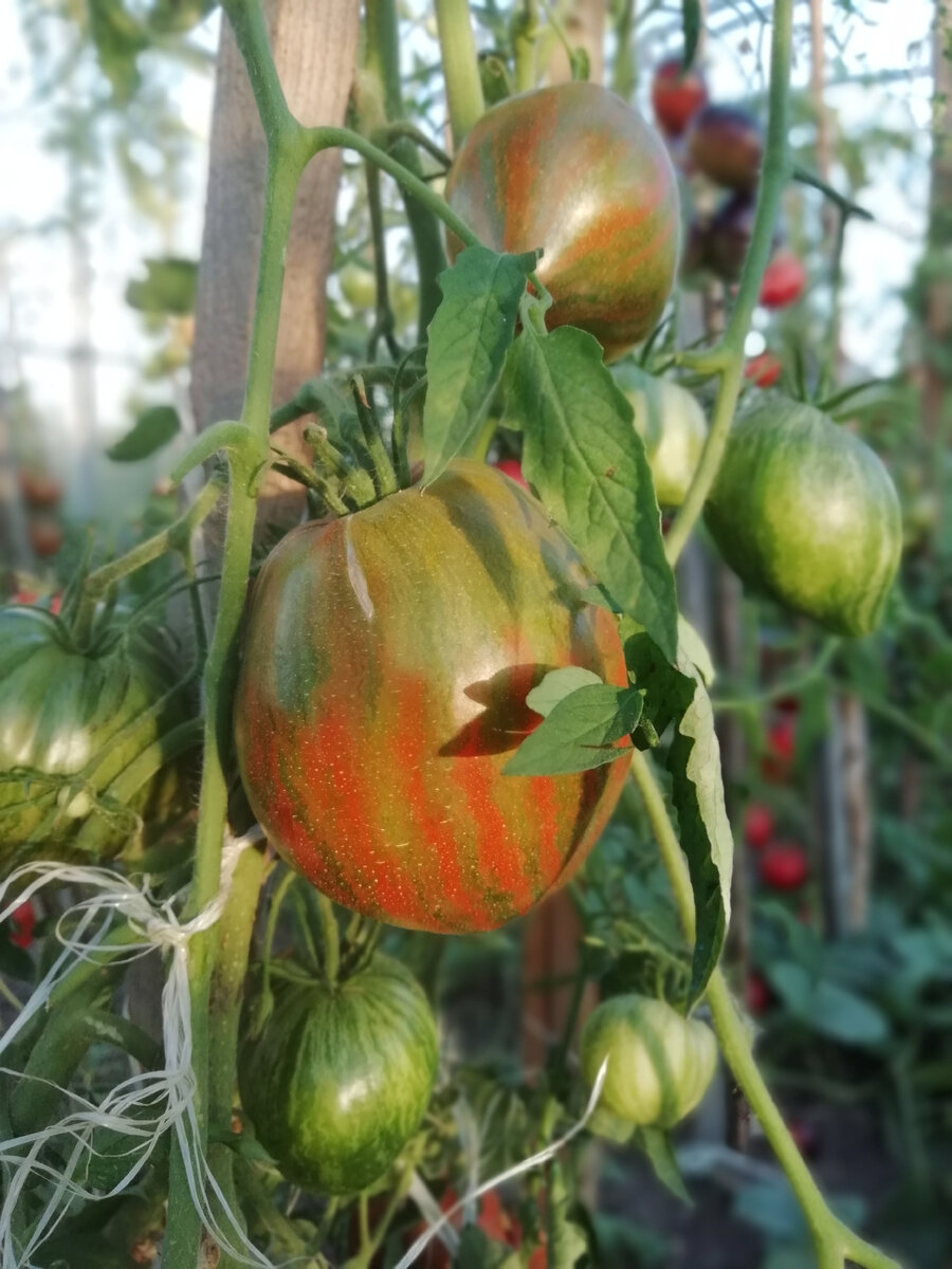 томат сердце марши характеристика и описание