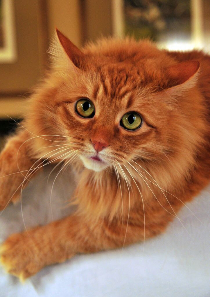 Породы кошек с фотографиями, названиями, описаниями и отзывами ветеринаров