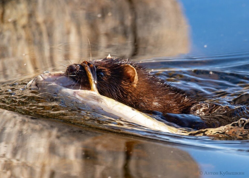     Добыча оказалась очень крупной / Фото: Антон Кубышкин
