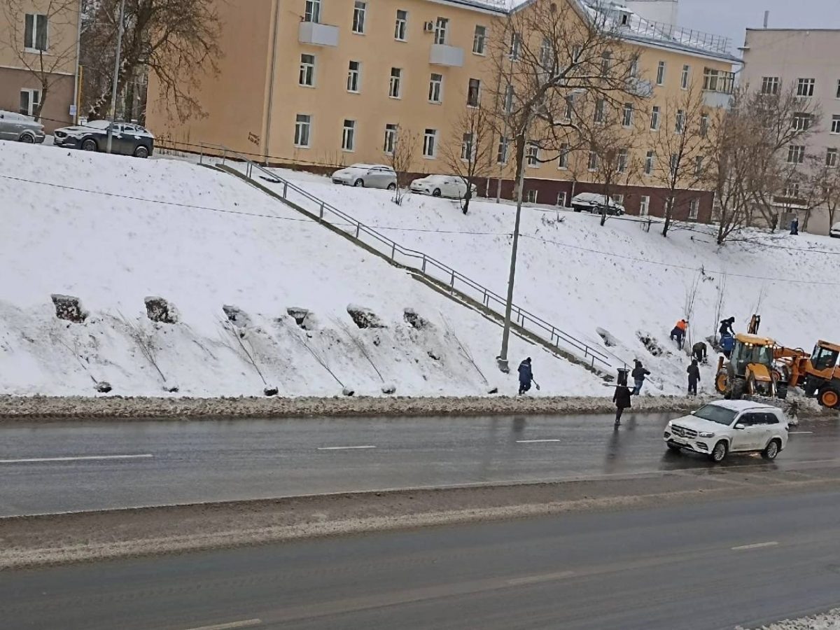    Нижегородцы удивились высадке деревьев на Похвалинском съезде в ноябре и массово жаловались в соцсетях, что растения погибнут Анастасия Красушкина