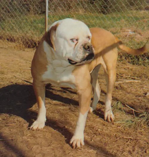 Johnson's Red Machine