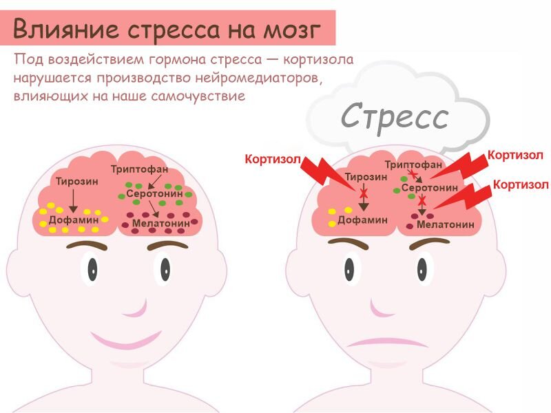 На рис. схематично изображено, как кортизол (гормон стресса) тормозит производство таких важных для нашего самочувствия нейромедиаторов, как дофамин и серотонин, а также мелатонина (гормона-регулятора суточных ритмов). Если процесс их образования из веществ-предшественников нарушается, мы чувствуем себя... мягко говоря, нехорошо: теряем мотивацию, не можем радоваться жизни, плохо спим, что только усугубляет негативное влияние хронического стресса и может привести к депрессии.