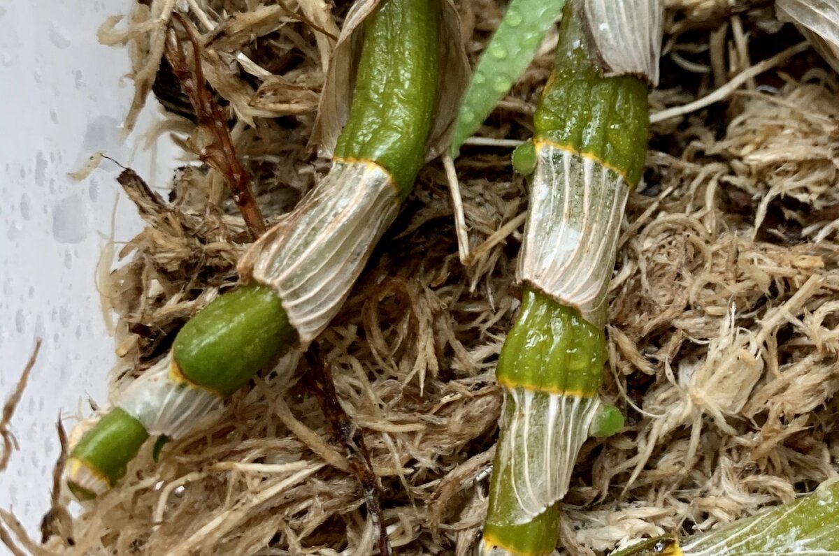 Дендробиум нобиле детки. Орхидея дендробиум размножение. Орхидея дендробиум нобиле размножение. Орхидея бамбуковая дендробиум. Орхидея дендробиум нобиле.