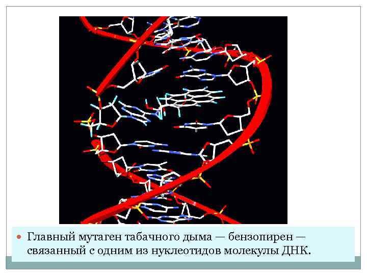 Так, например, разрушается ДНК под действием мутагена табачного дыма