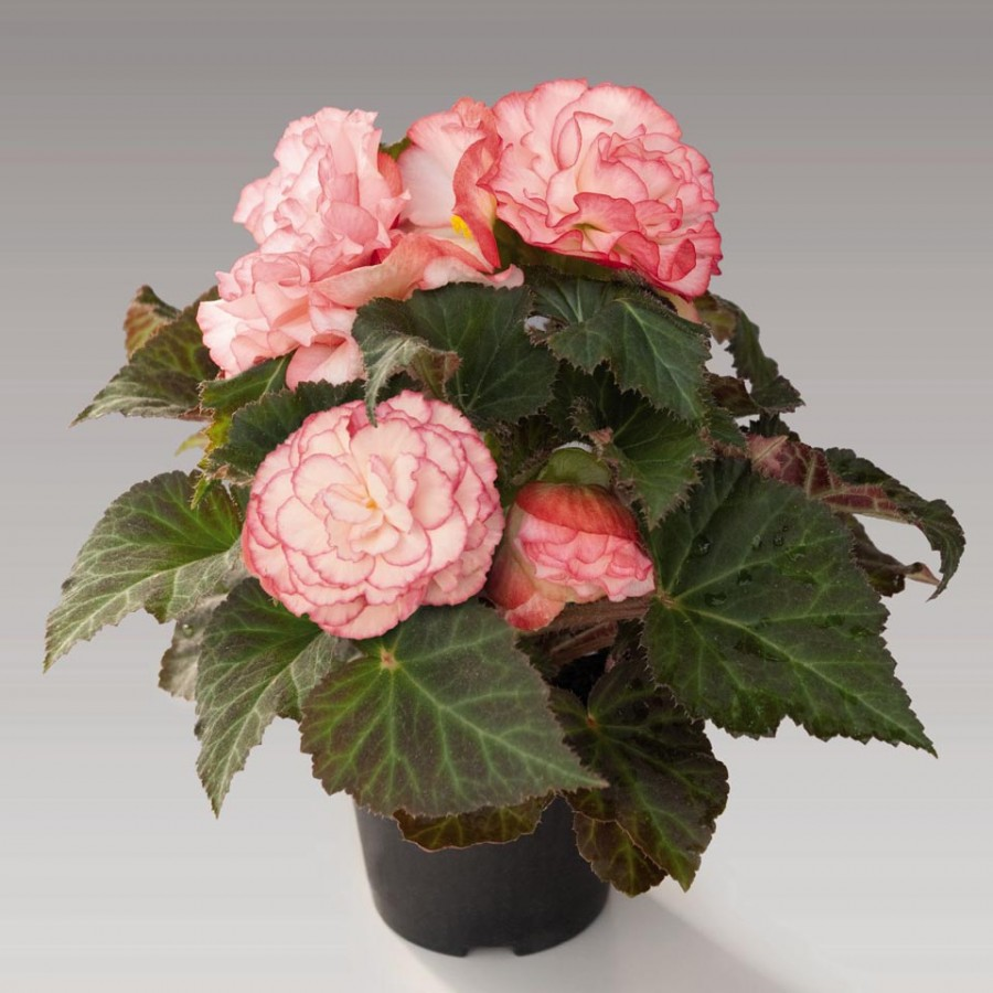 Бегония клубневая