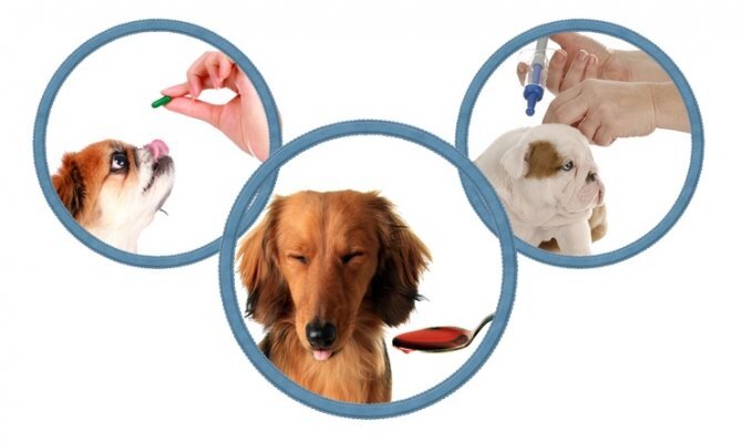 Дегельминтизация.