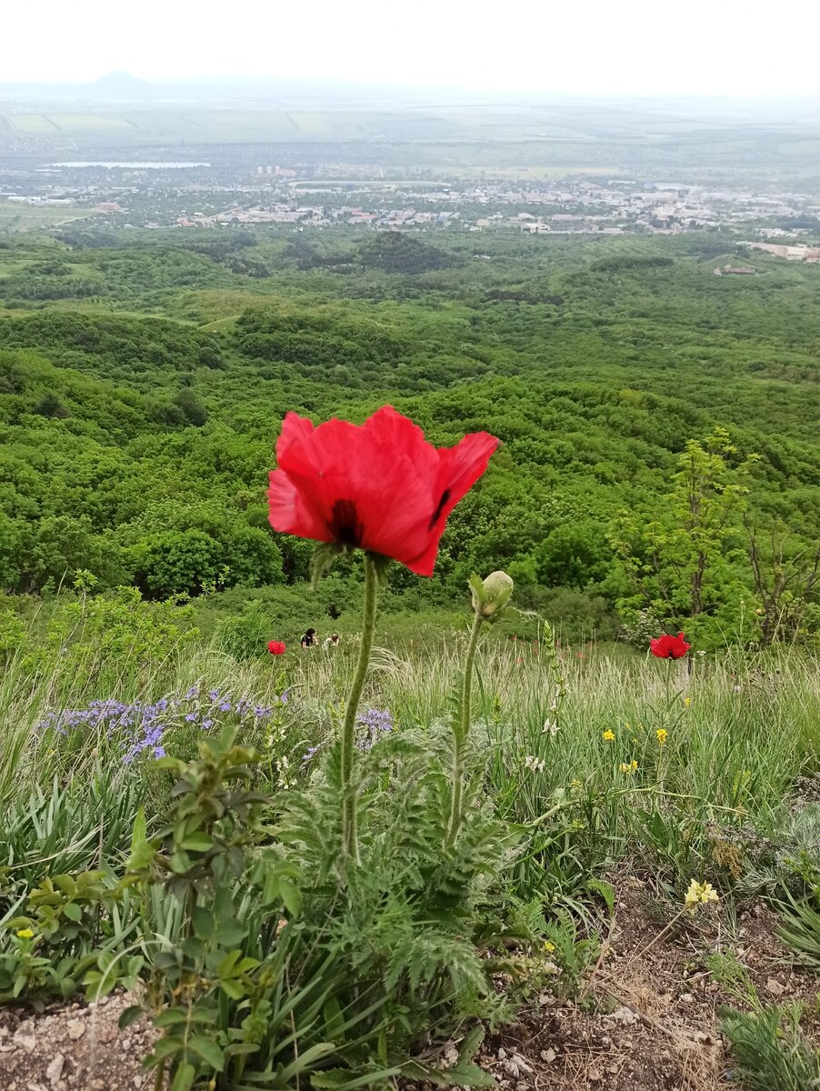 Бештаугорский прицветниковый мак