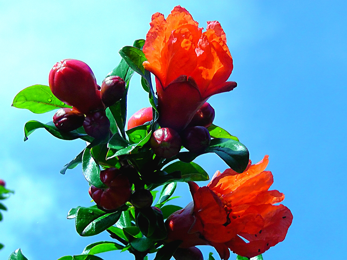 Это цветет гранат. Яркий цветок, не правда ли? Фото автора.