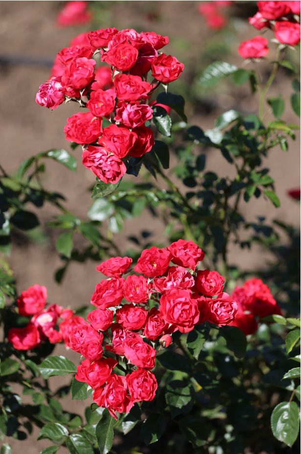 Роза Оранж Триумф, выведена в хозяйстве  Kordes II в Германии в 1937 г. Посадка в парке 2011 года