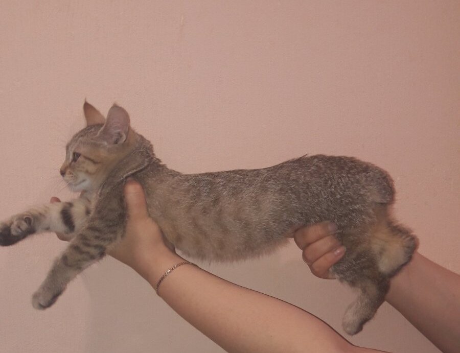 Наш маленький рысёнок в своём прежнем доме - питомнике породы Пиксибоб "WILDCATOFMOSCOW"