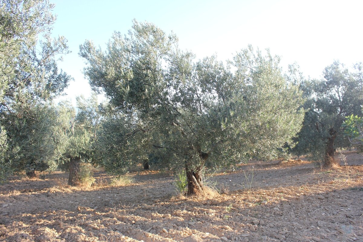 Олива. Фото автора статьи, 2019